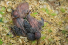 121027 --- Gruppbild av R1, R2 och R3